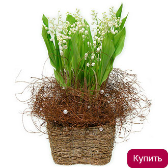 Ландыши Красноярск